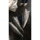 Frozen best seafood oil fish rough skin with new arrival