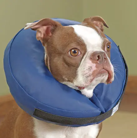 protective collar protective pet collar cat wear collar surgery injury collar buy protective collar protective pet collar cat wear collar surgery injury collar buy