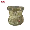 New product completely transparent model of mixed dentition