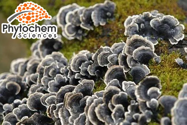 Coriolus Versicolor polysacharides extract