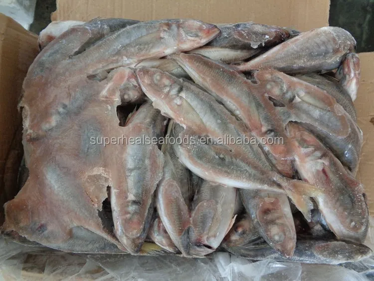 best price frozen horse mackerel for fish market