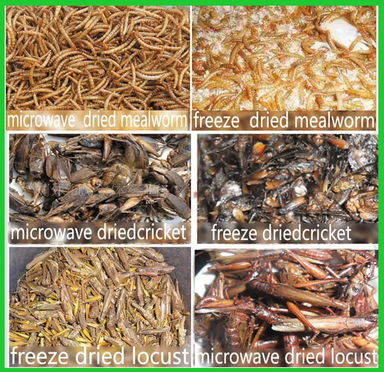 edible insect dried mealworm crickets grasshopper edible insect dried mealworm crickets grasshopper