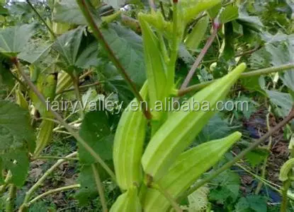 quality of okra seedlings slow release