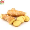 /product-detail/price-of-fresh-ginger-in-egypt-60321455395.html