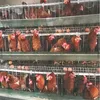 Steel wire mesh pure chicken cage fro poultry farm