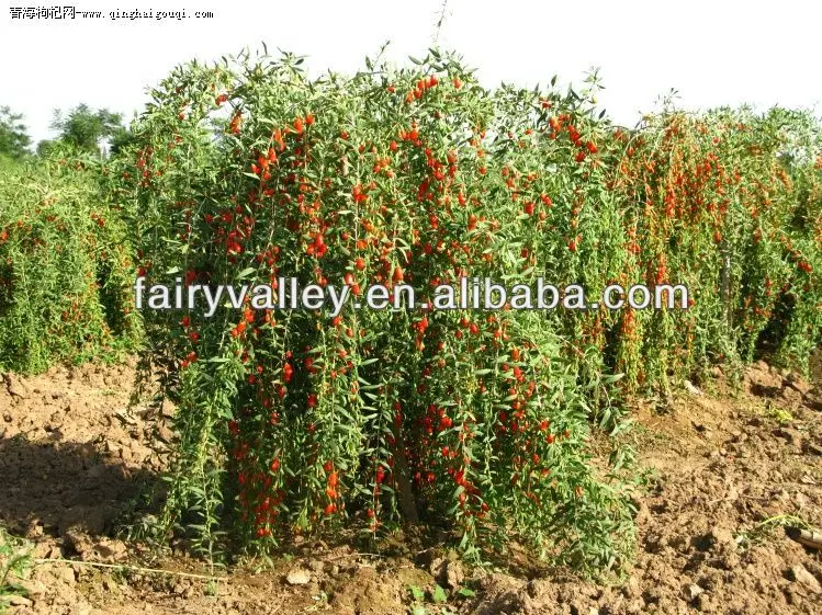 baie de goji acheter