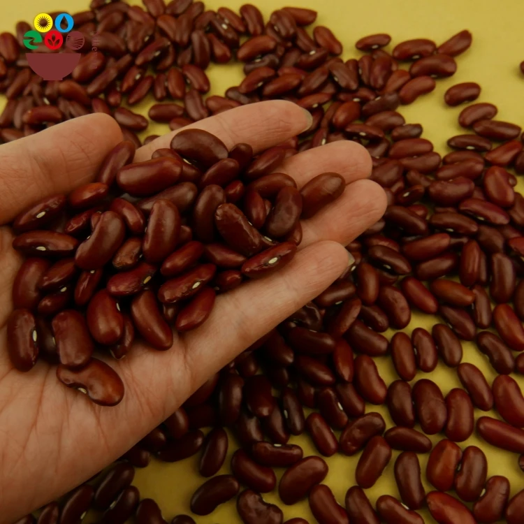 China manufacturer organic fresh crop dried dark red kidney beans price