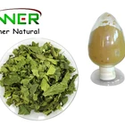 HACCP/ISO22000 Manufacturer Mulberry Leaves Extract 30% Flavonoids