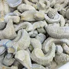 Bulkwholesale Natural Fossil Stone Oyster Fossil For Collection