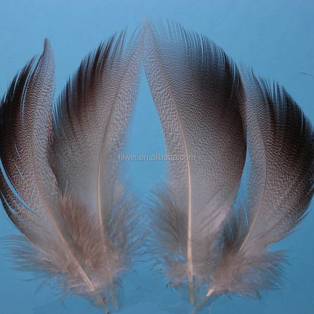 mallard duck feather for sale