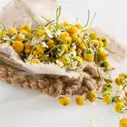 Roman chamomile extract Skin care essential oil