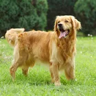 PP or PET 3D lenticular picture/ lovely dog 3d pictures of dog