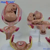 PNT-0600 Fetus development model Embryonic development model Fetal development model 8parts
