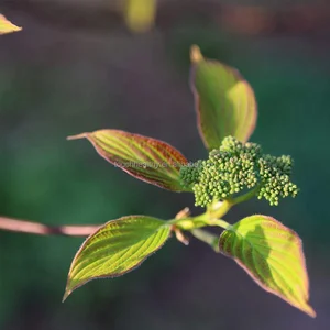 touchhealthy supply cornus controversa hemsl.