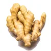 China fresh ginger wholesale supplier