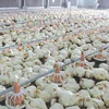 high quality modern broiler equipment poultry shed design chicken farm