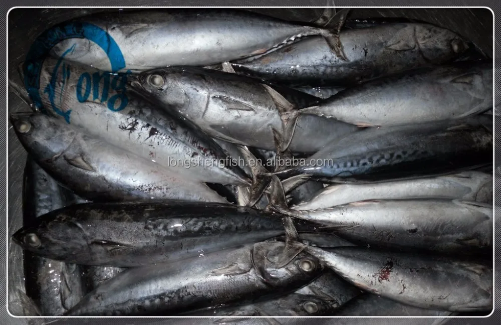 中国产地全圆鱼出售剥离鲣鱼