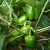/product-detail/asian-organic-vegetable-seeds-60701240145.html