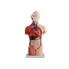 /product-detail/ltxc-207-medical-teaching-aids-human-organs-model-manikin-60393156665.html