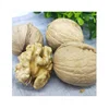Halal food nuts style raw thin-skin walnut hot selling