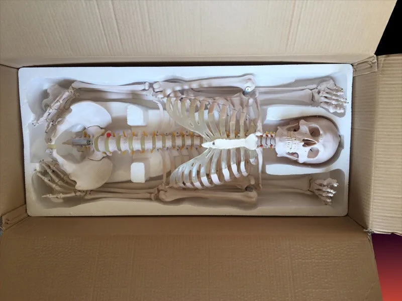 Female Pelvis Model,Female Pelvic Sagittal Section | Ubuy