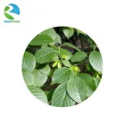 High quality natural eucommia leaves extract