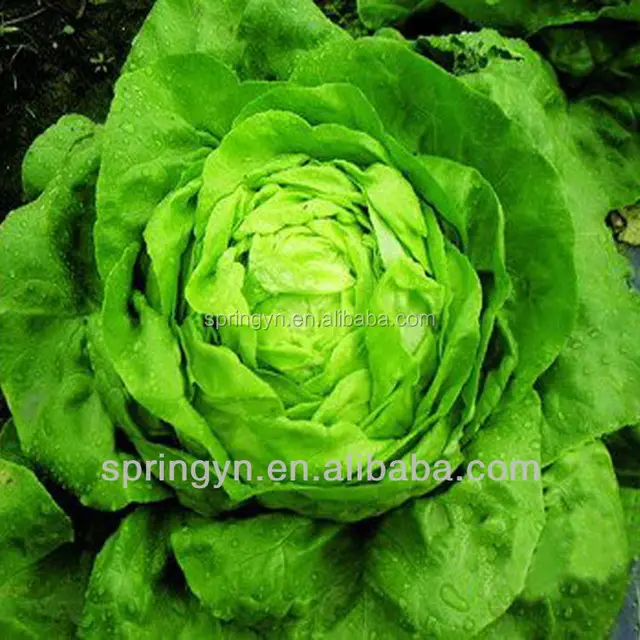red leaf high quality quick frozen leaf lettuce cold