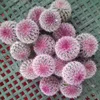 /product-detail/grafted-colorful-mini-cactus-h15-20cm-60607089621.html