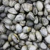 High Quality Delicious And Healthy Shellfish Frozen Short Necked Clam