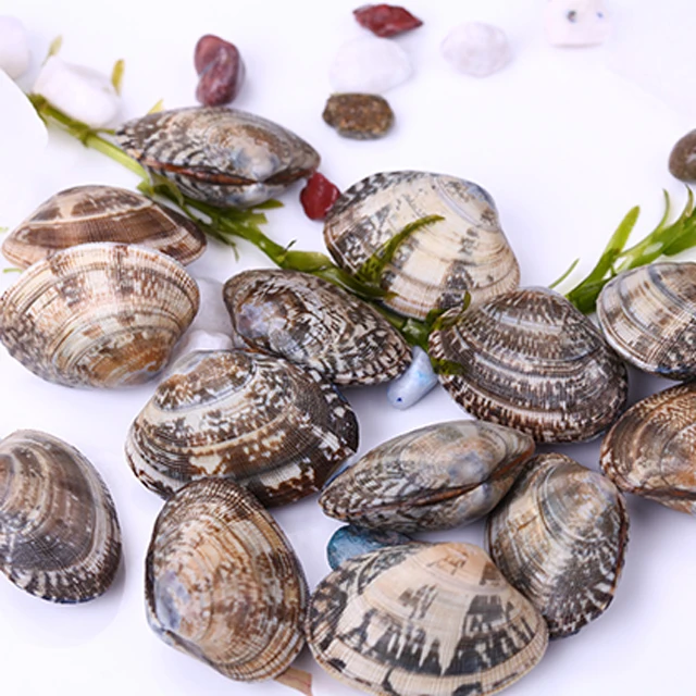 IQF seafood frozen cooked clam meat with shell