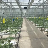 Greenhouse For Tomato Lettuce Strawberries Rose