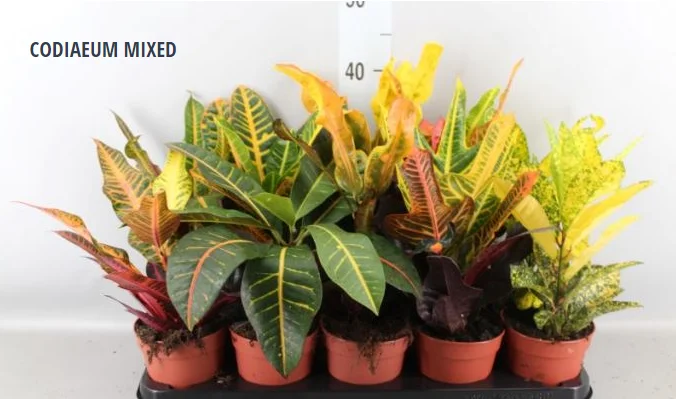CODIAEUM MIXED