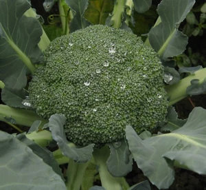 Broccoli Extract sulforaphane CAS 592-95-0 
