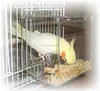 Clear Acrylic Parrot Integrated Auto Pet Bird Feeder with Hooks