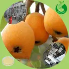 Loquat leaf tea loquat leaf extract ursolic acid