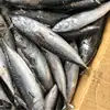 fresh fish seafood sea frozen bonito for tuna bait