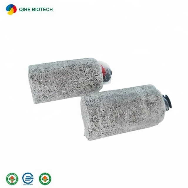 Natural oyster mushroom grain spawn with high quality