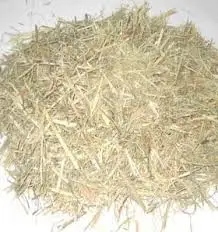 Sugarcane Bagasse for growing mushroom