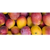 Egypt fresh mango fruit with reasonable price