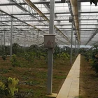 low cost mutli span steel metal glass structure greenhouse for agriculture