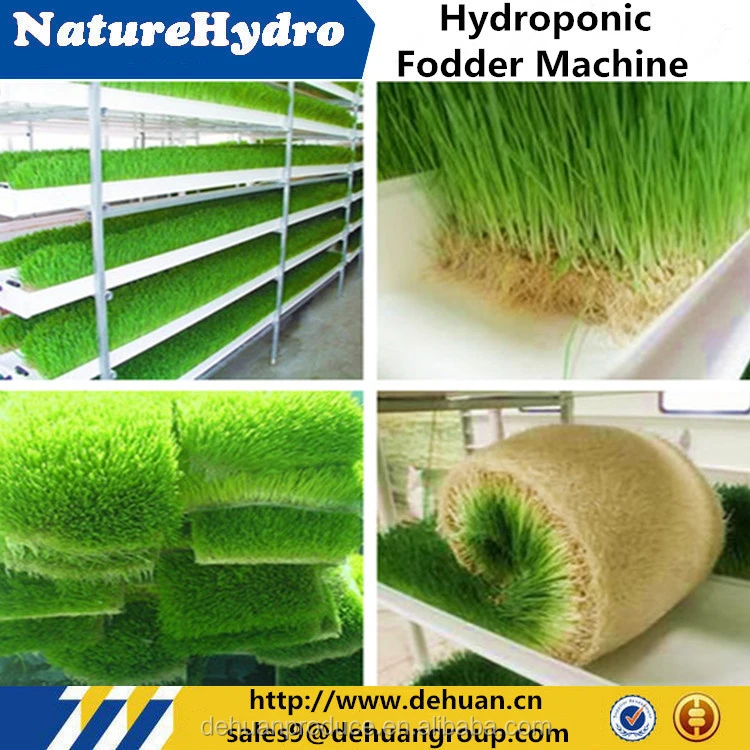 Hydroponic Fodder Grass Seeds For Sale Buy Hydroponic Fodder Grass