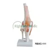 Vivid Life-size Artificial Knee Joint Model Skeleton