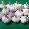 China wholesale garlic price white garlic fresh garlic price
