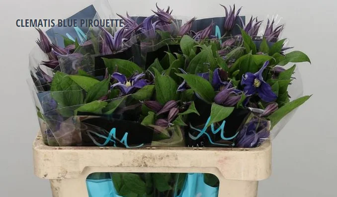CLEMATIS BLUE PIROUETTE
