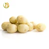 potato in bangladesh price/potato made in pakistan/potato like vegetables