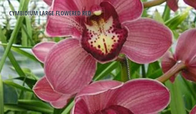 CYMBIDIUM LARGE FLOWERED RED
