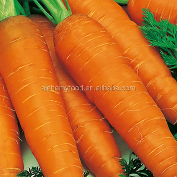fresh new carrot