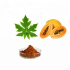 100% Natural fermented papaya leaf extract powder
