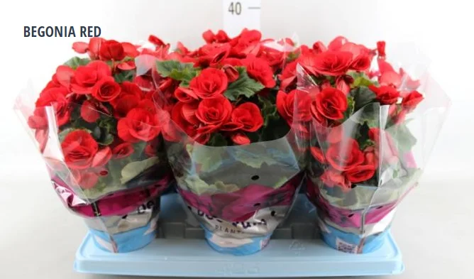 BEGONIA RED