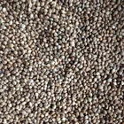 Small Size Hemp Seeds For Birds Feeding Low Price